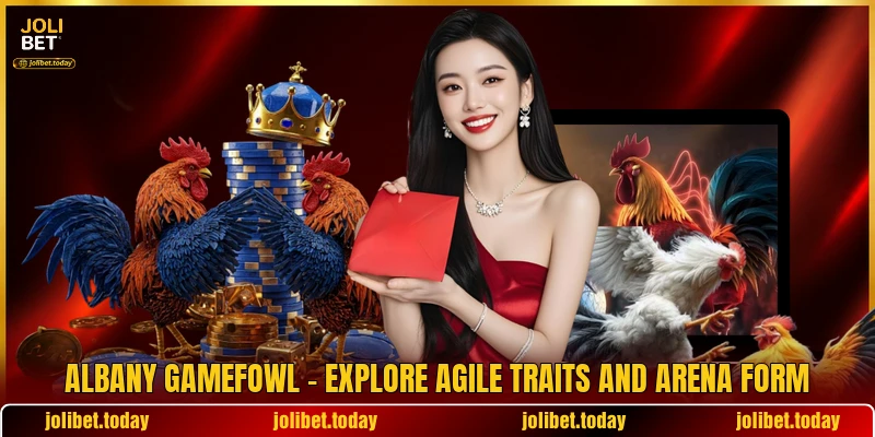 Albany Gamefowl - Explore Agile Traits And Arena Form
