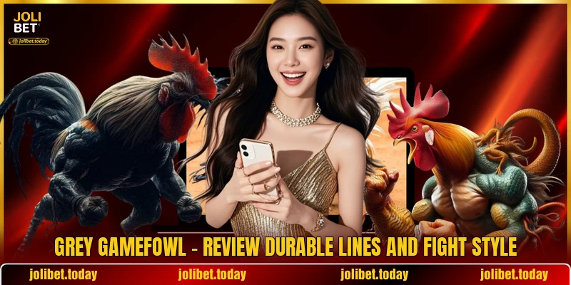 Grey Gamefowl - Review Durable Lines And Fight Style